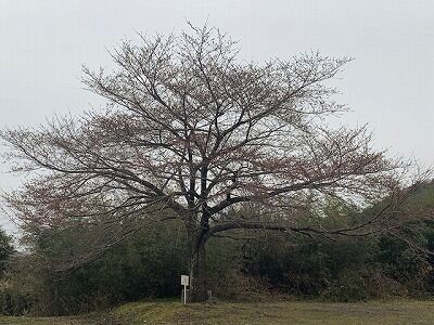 真正寺　桜情報