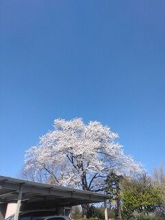 桜情報