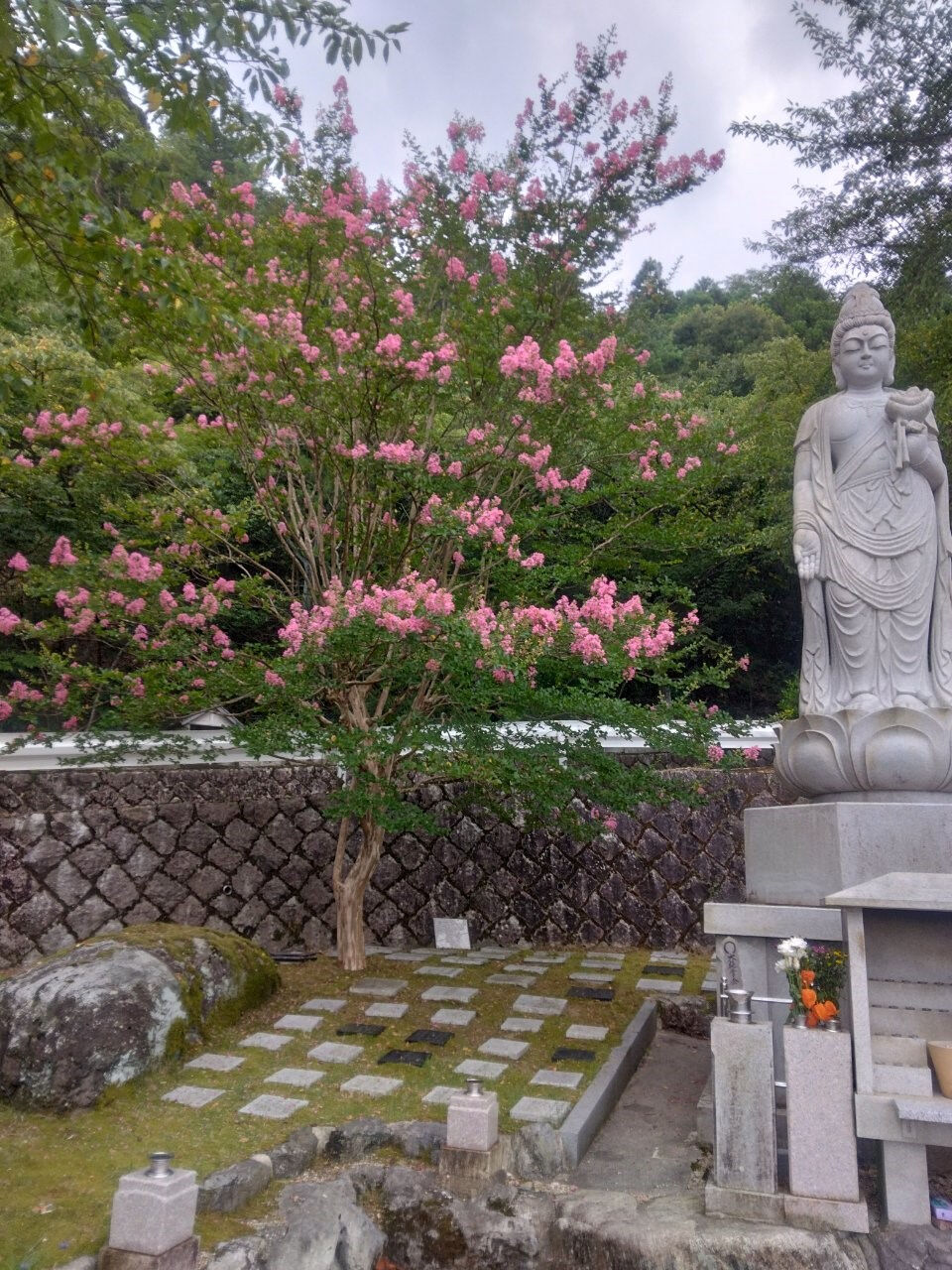 圓満寺霊苑の「百日紅」が見頃の時期となりました