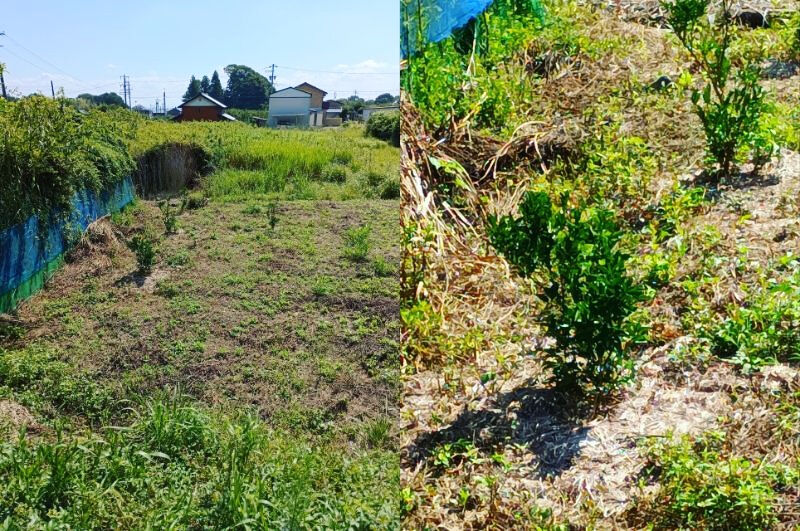 今、岐阜県海津市南濃町にある真正寺霊苑駐車場近くでミカンの木