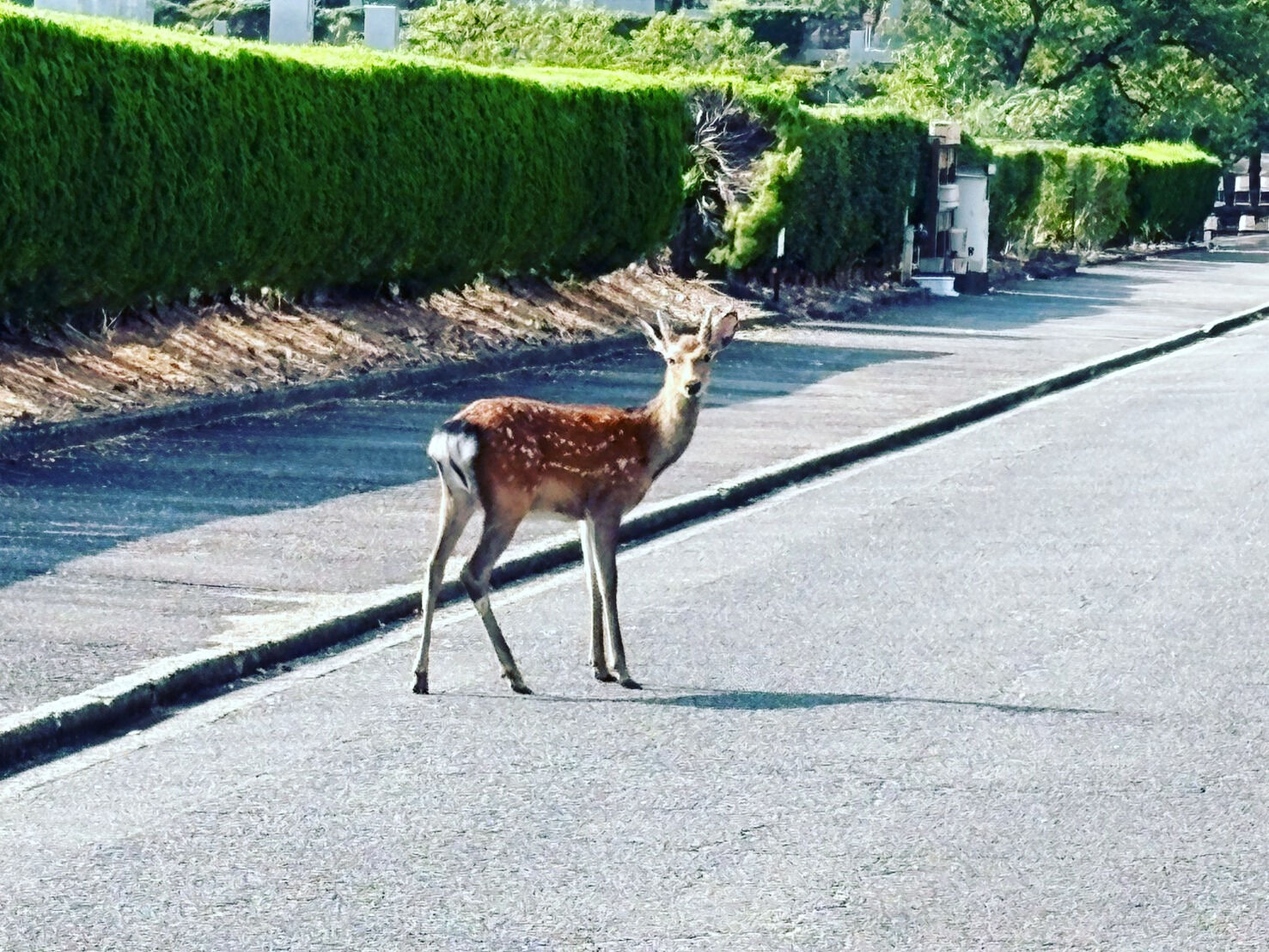 圓満寺霊苑を訪れた際に静かに歩く鹿の姿を目にすることがありま
