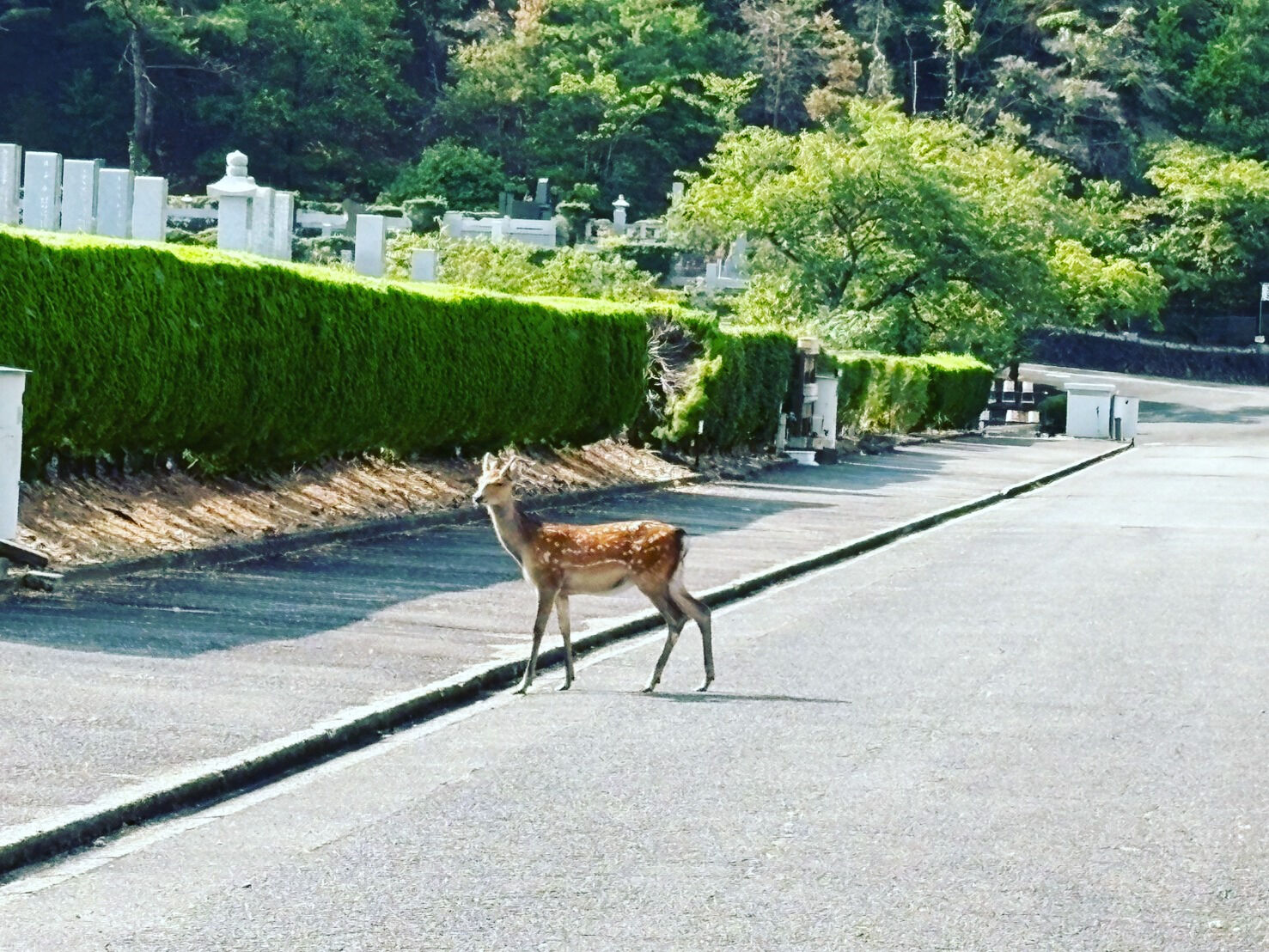 圓満寺霊苑を訪れた際に静かに歩く鹿の姿を目にすることがありま
