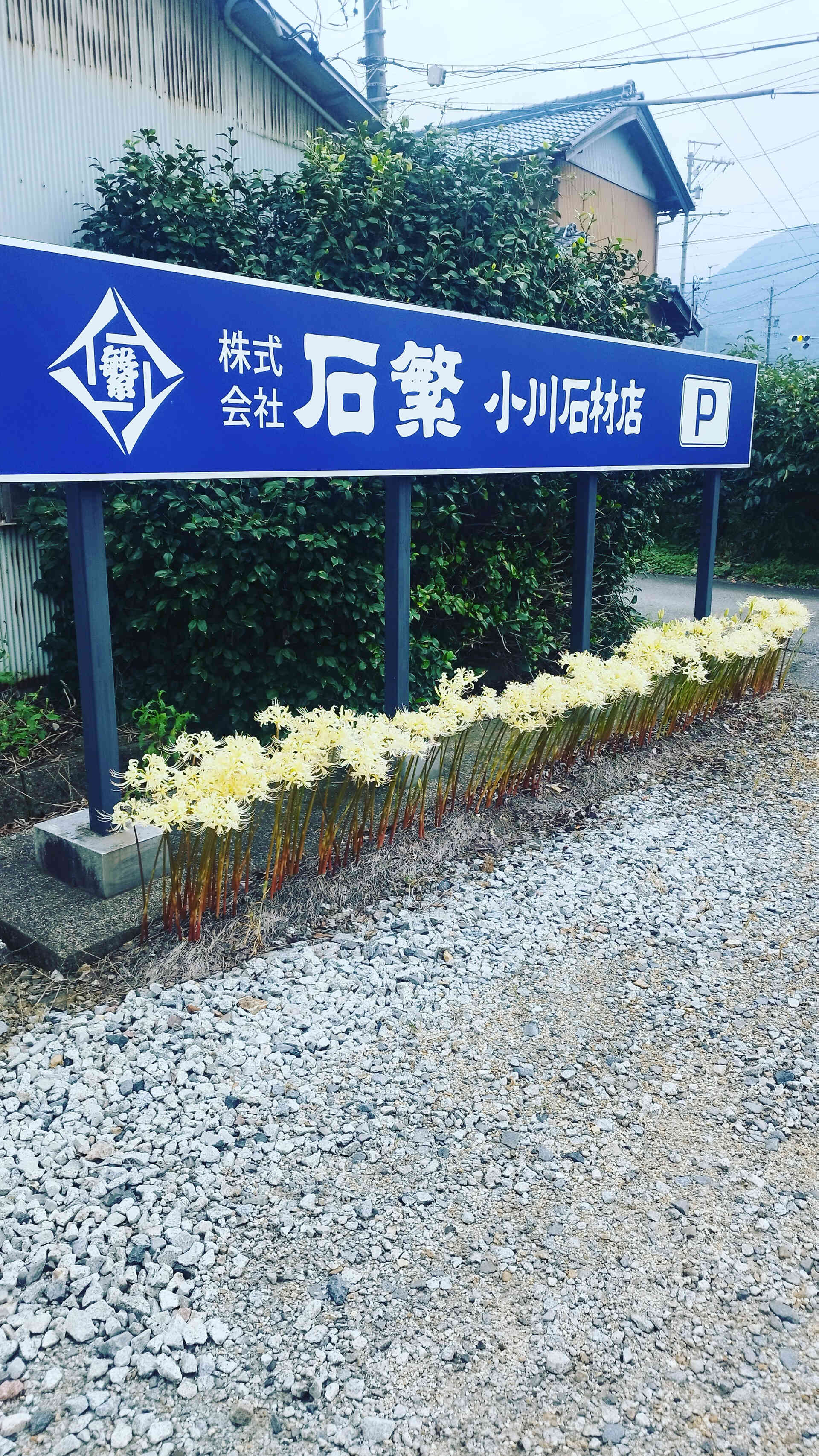 今年も南濃展示場に、白い彼岸花が咲きました